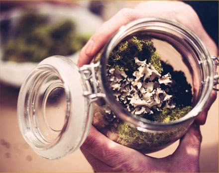 Terrarium-PHOTO-4