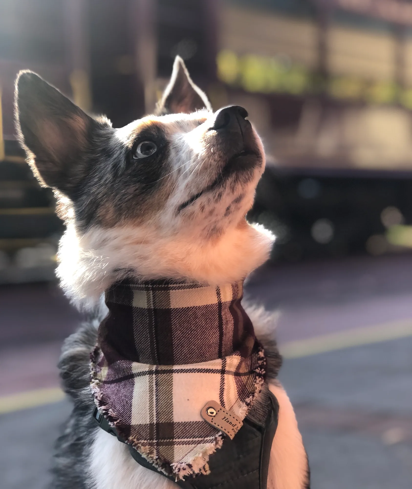 Hollywoof Styles work 5